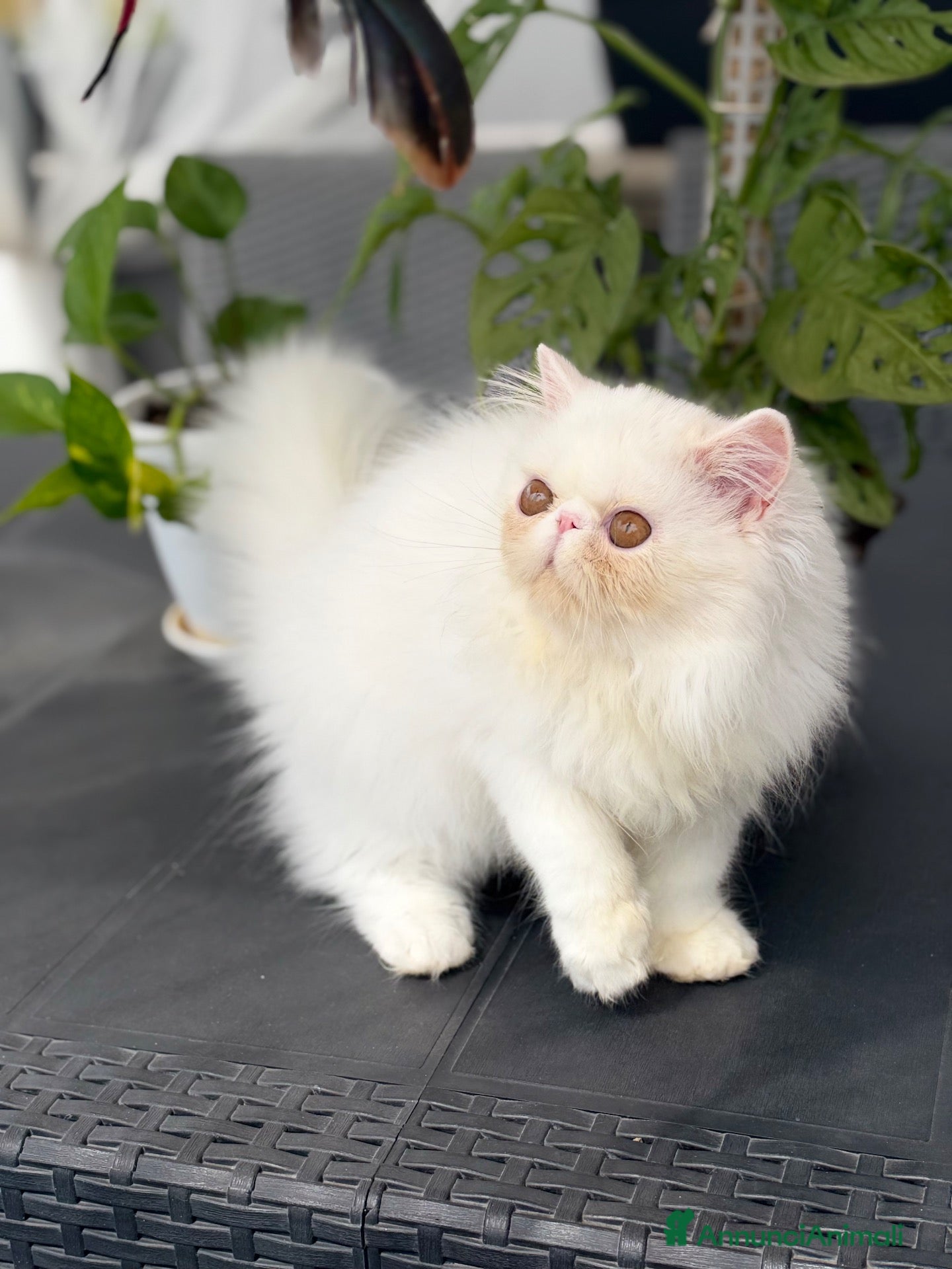 Persiano gatti Gatti Persiani enExotic cuccioli  - Annuncio 1