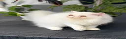 Persiano gatti in vendita: Gatti Persiani enExotic cuccioli  - Annuncio 1