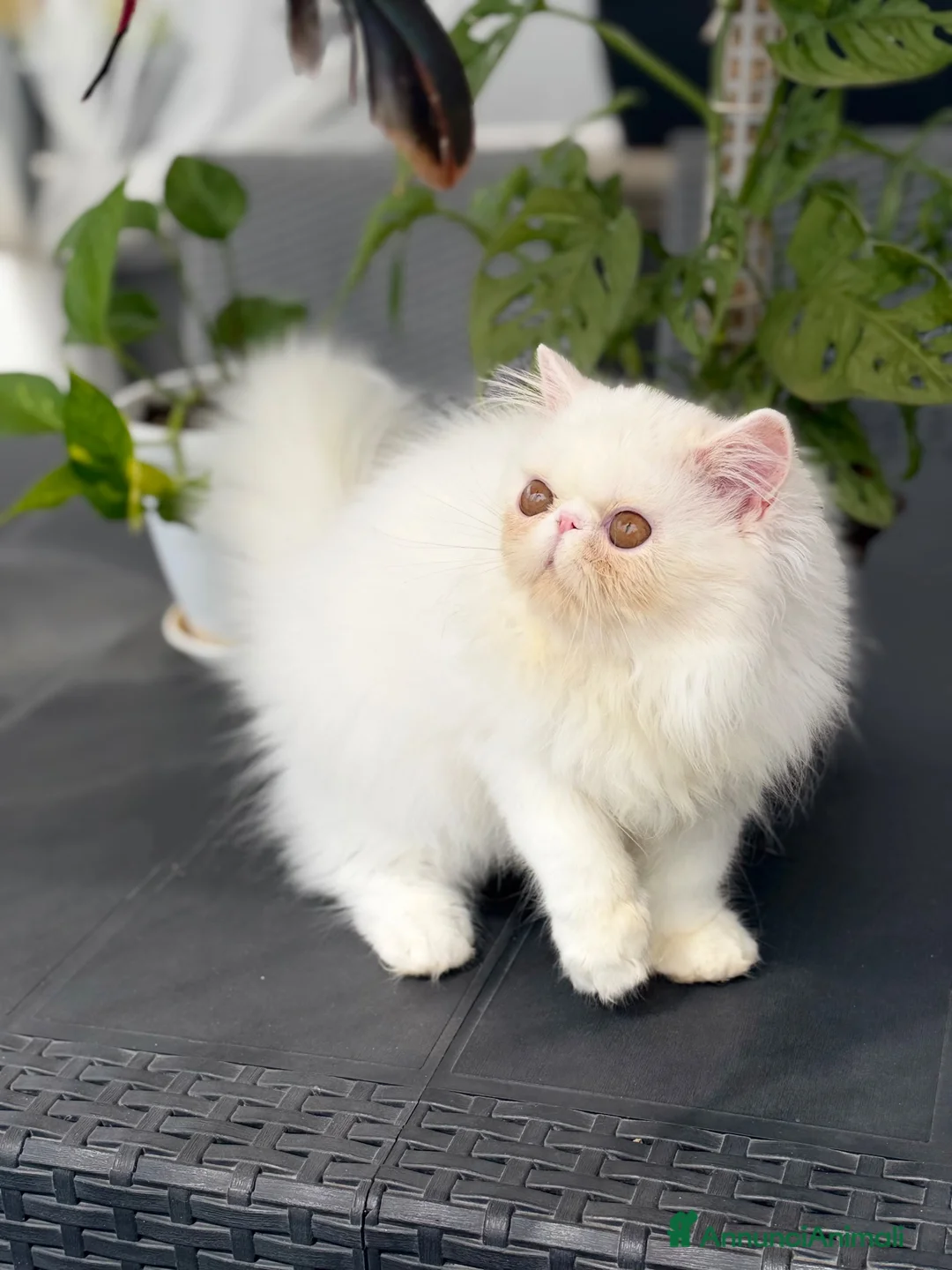 Persiano gatti in vendita: Gatti Persiani enExotic cuccioli  - Annuncio 1