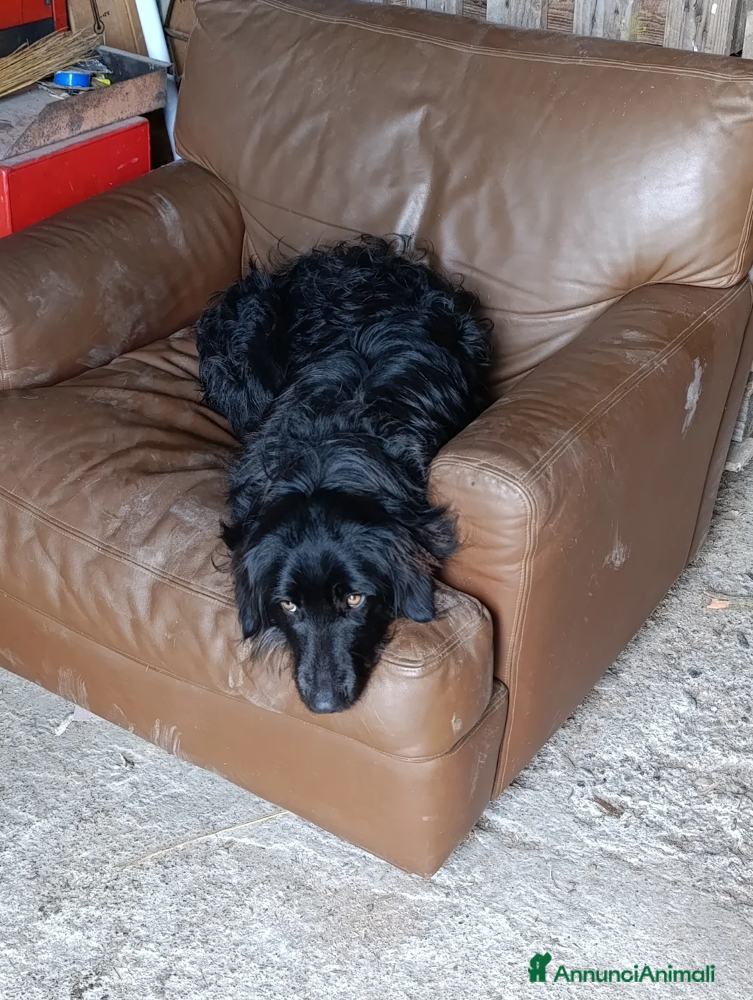 Border Collie cani in regalo: nuova casa felice per Alundra - Annuncio 4