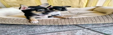 Chihuahua 1
