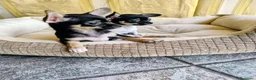 Chihuahua cani in vendita: Cuccioli chihuahua  - Annuncio 5