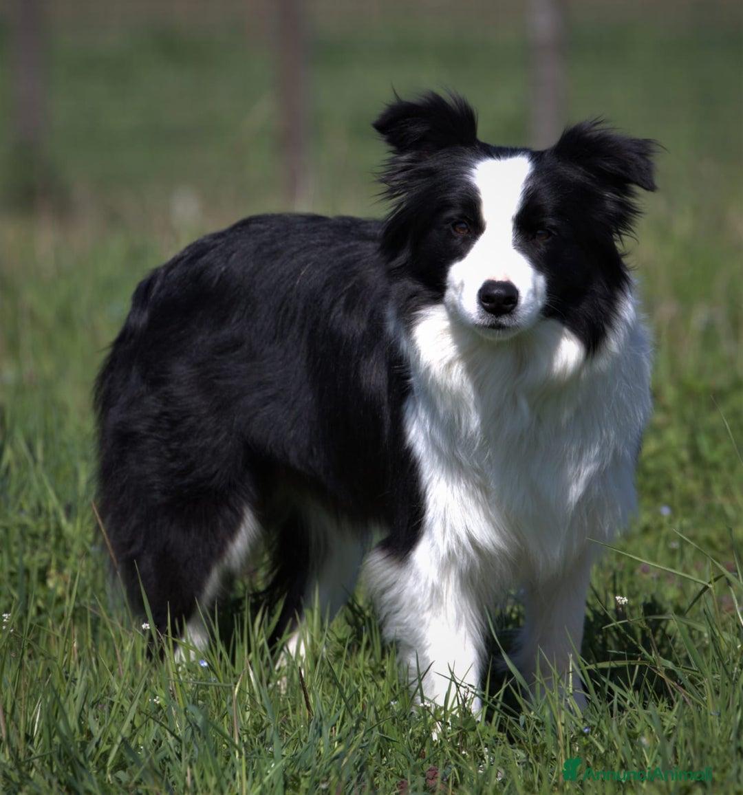 Border Collie cani in vendita: Cuccioli Border Collie a Città Metropolitana di Torino - Immagine 18