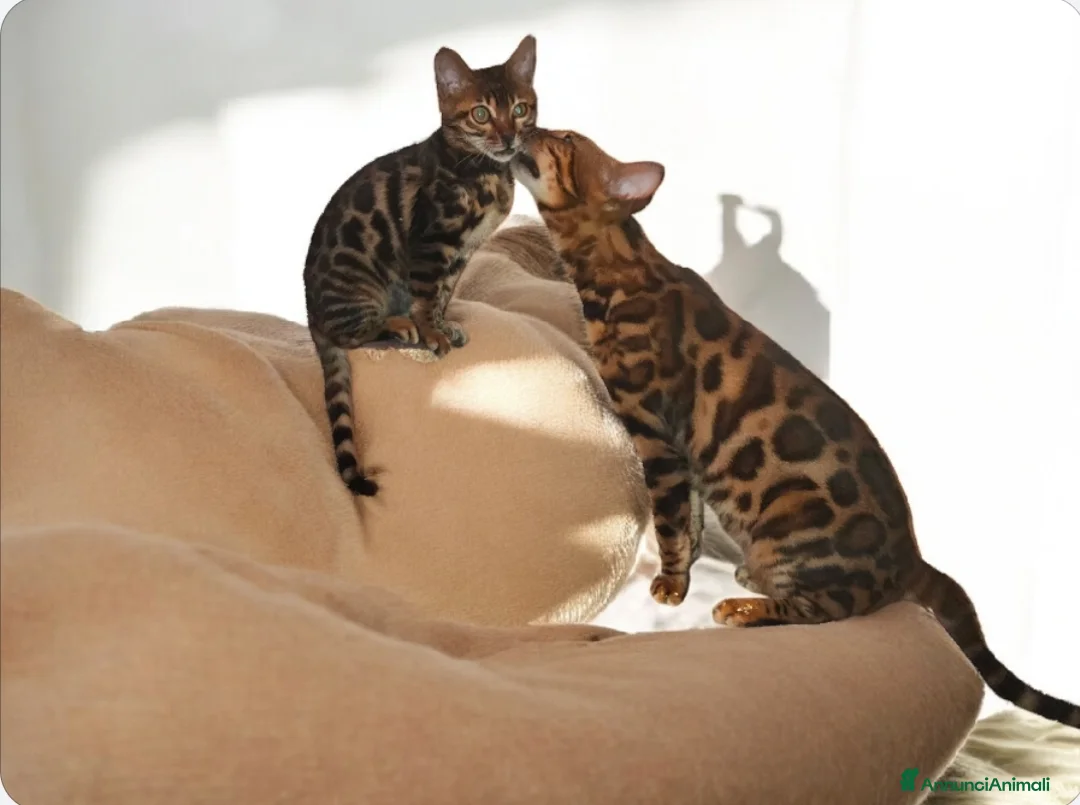 Bengala gatti in vendita: Bellissimi gattini del Bengala  - Annuncio 9