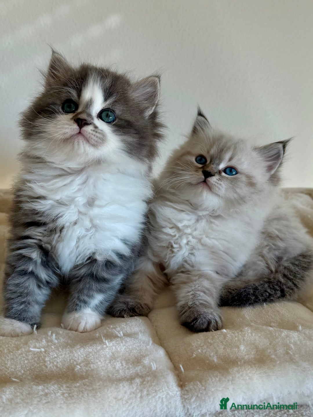 Siberiano gatti in vendita: Gattini siberiani - Annuncio 5