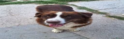 Australian Shepherd cani in vendita: Femmina di pastore australiano  - Annuncio 2