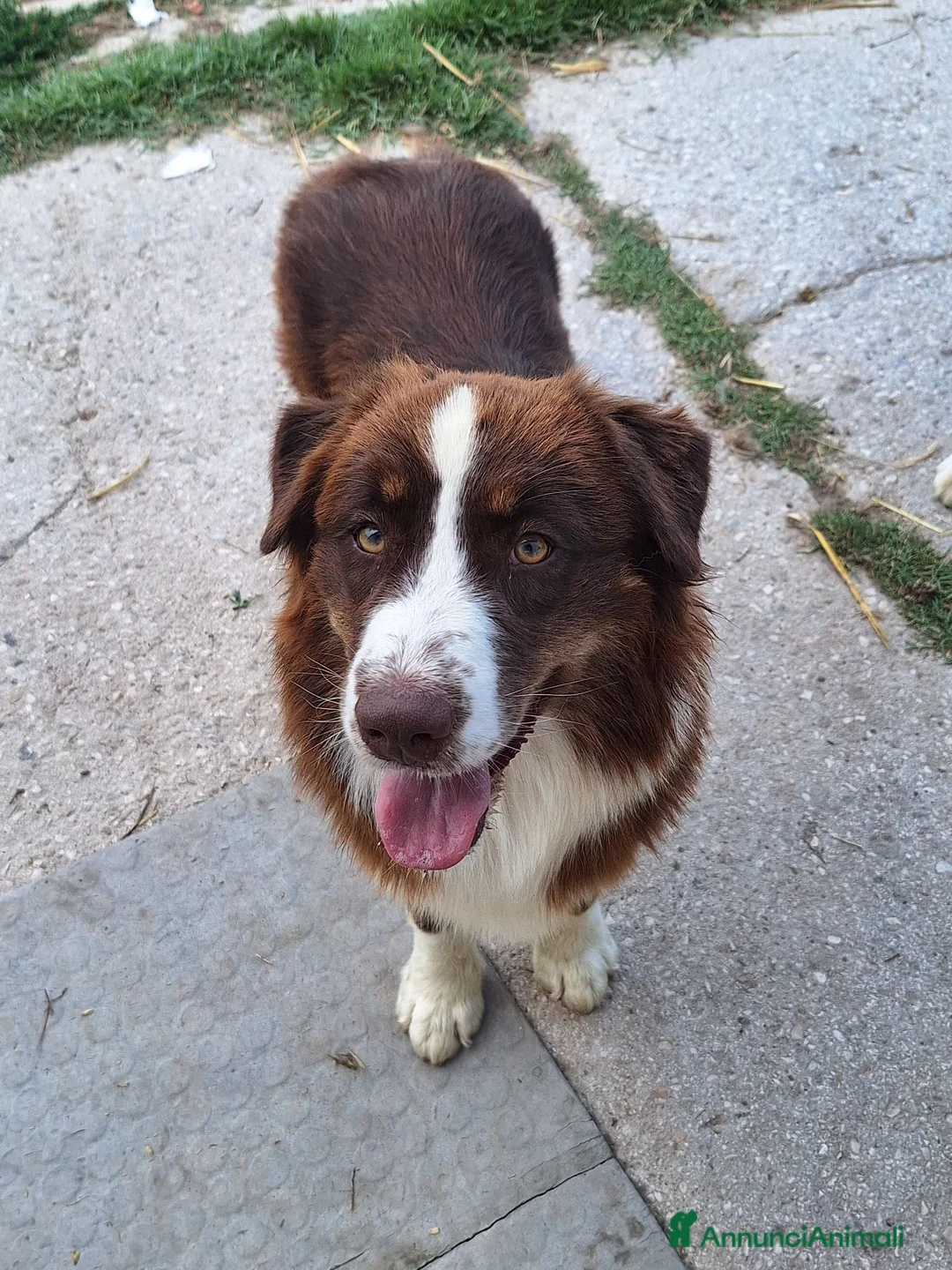 Australian Shepherd cani in vendita: Femmina di pastore australiano  - Annuncio 2