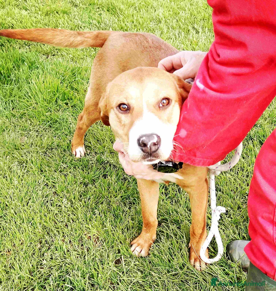 Meticcio cani in regalo: DARLING di nome  e di fatto, cucciola in adozione a Provincia di Latina - Annuncio 7