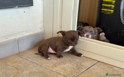 Chihuahua cani in vendita: Cuccioli di chihuahua  a Città metropolitana di Milano - Immagine 6