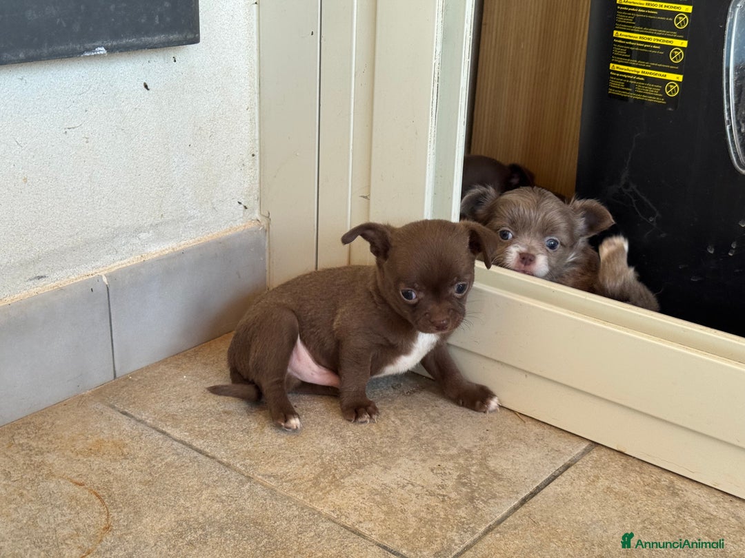 Chihuahua cani in vendita: Cuccioli di chihuahua  a Città metropolitana di Milano - Immagine 6
