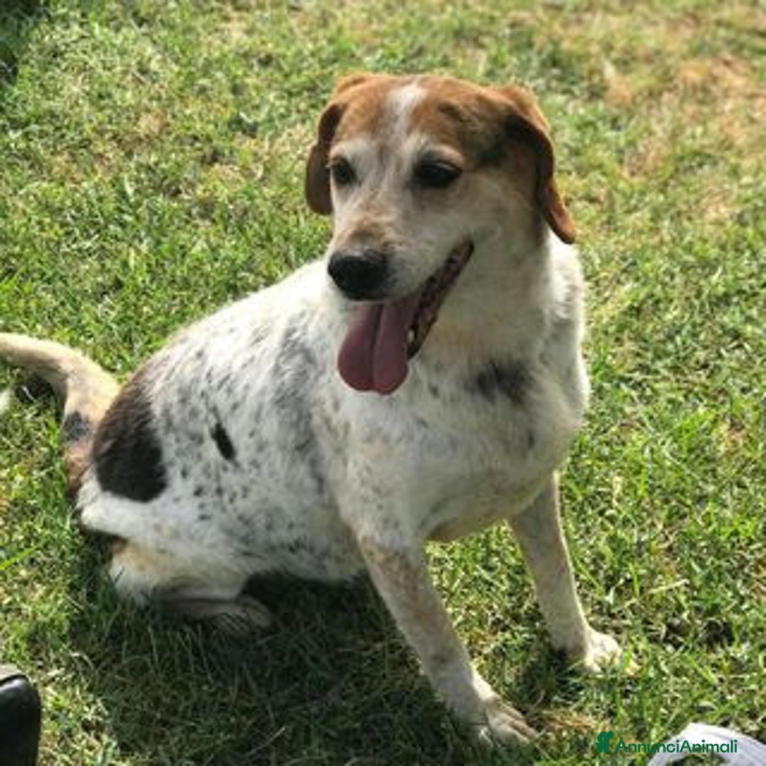 Meticcio cani in regalo: BILLY, simil beagle diversamente giovane a Provincia di Latina - Annuncio 2