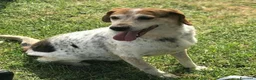 Meticcio cani in regalo: BILLY, simil beagle diversamente giovane a Provincia di Latina - Annuncio 2