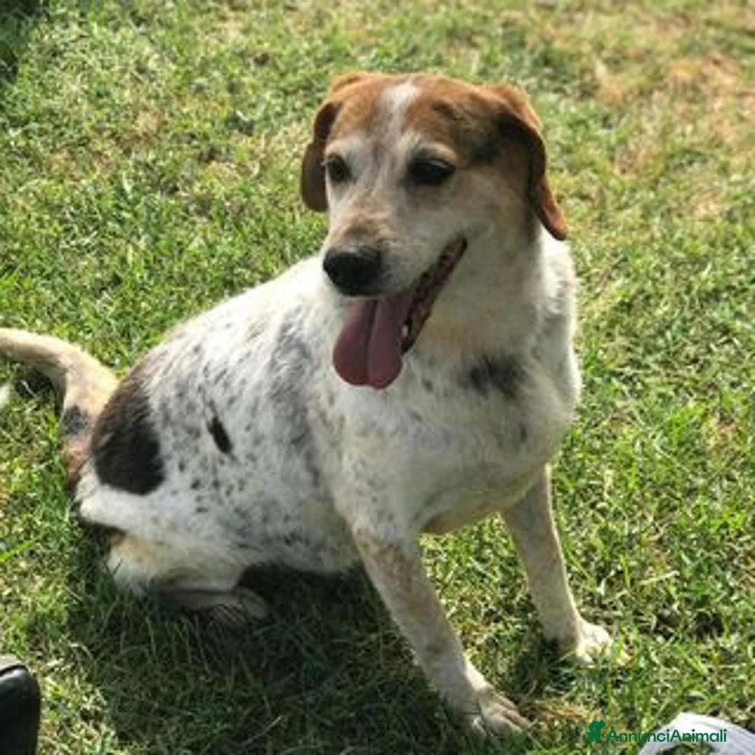 Meticcio cani in regalo: BILLY, simil beagle diversamente giovane a Provincia di Latina - Annuncio 2