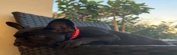 Bulldog Francese cani in vendita: Cuccioli di Bulldog Francese - Annuncio 22