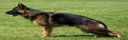 Pastore Tedesco cani in vendita: vendo cucciolo pastore tedesco a pelo lungo - Annuncio 4