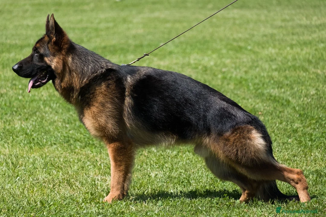 Pastore Tedesco cani in vendita: vendo cucciolo pastore tedesco a pelo lungo - Annuncio 4