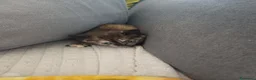 Europeo gatti in regalo: Gattini cercano casa!  - Annuncio 3