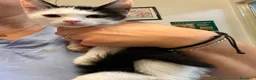 Europeo gatti in regalo: Gattino dolcissimo  - Annuncio 2