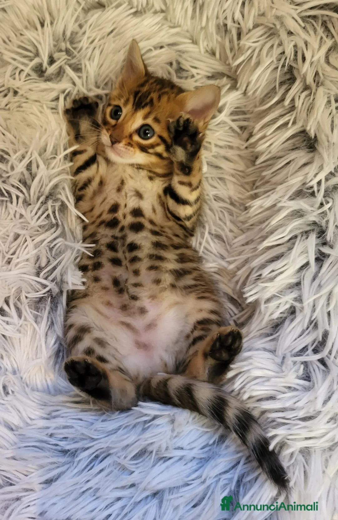 Immagine della galleria {{count}}