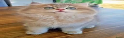 British gatti in vendita: British longhair  - Annuncio 3