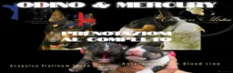 Bull Terrier Mini cani in vendita: Bull Terrier Miniature  - Annuncio 6