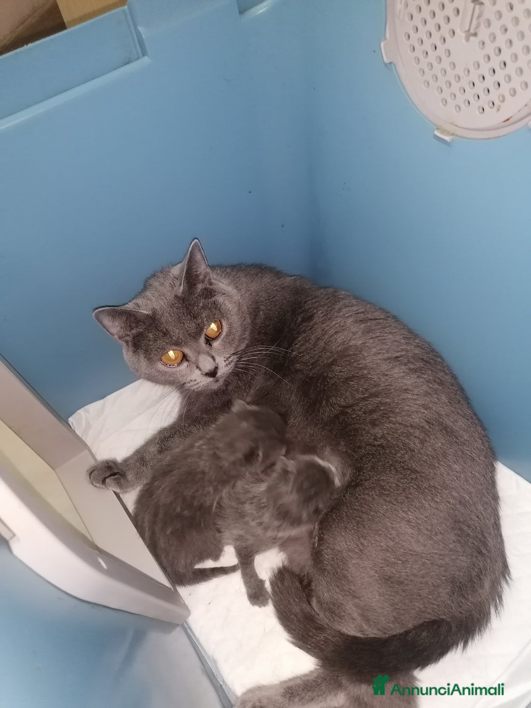 Certosino gatti per accoppiamento: STALLONE GATTO CERTOSINO X MONTA - Annuncio 4