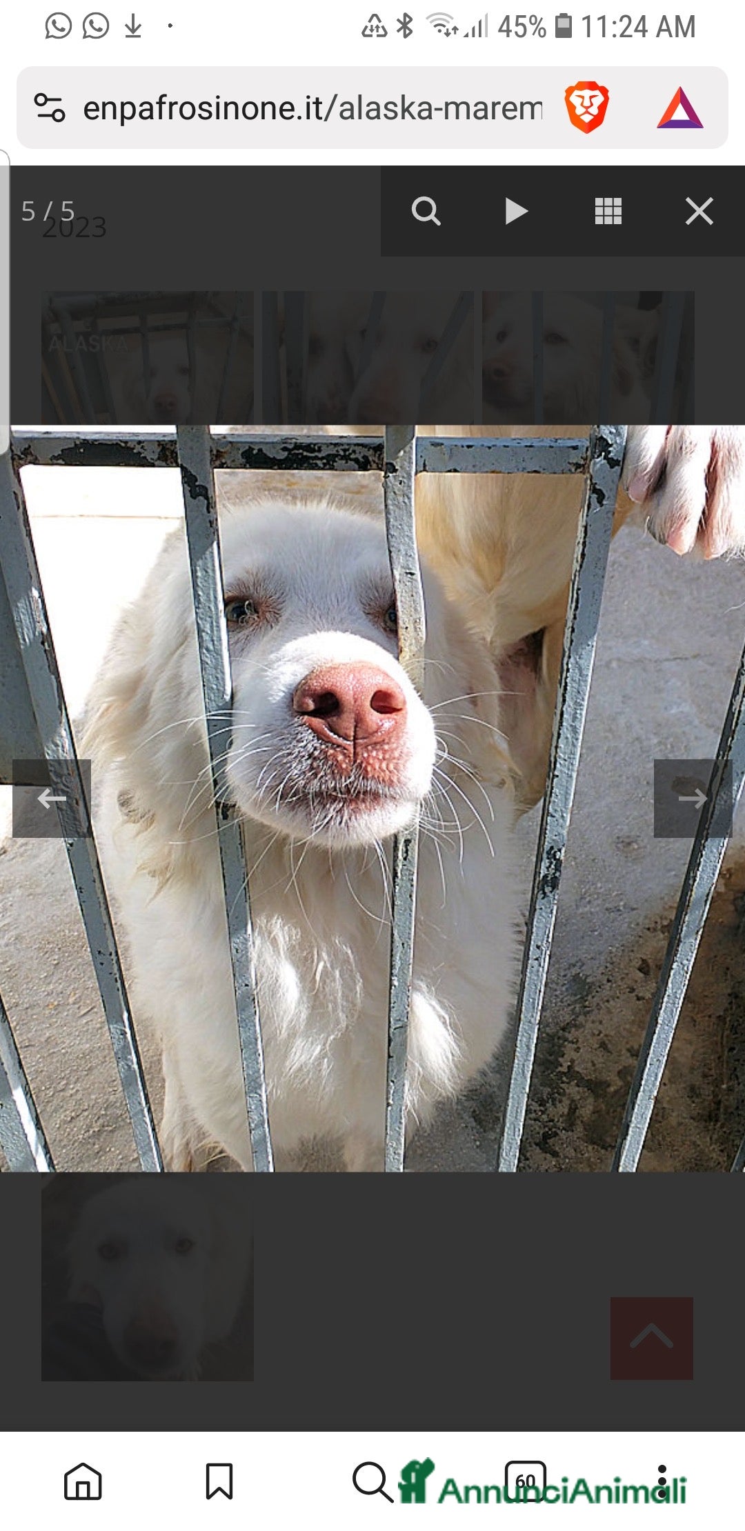 Meticcio cani in regalo: ADOZIONI DEL CUORE: buono e gentile…ti aspetta - Annuncio 6