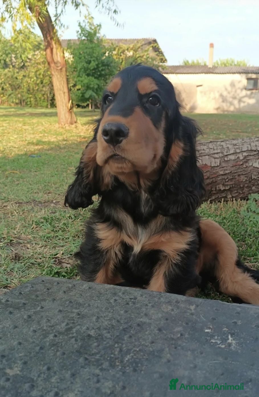 Cocker cani Cuccioli cocker  - Annuncio 1