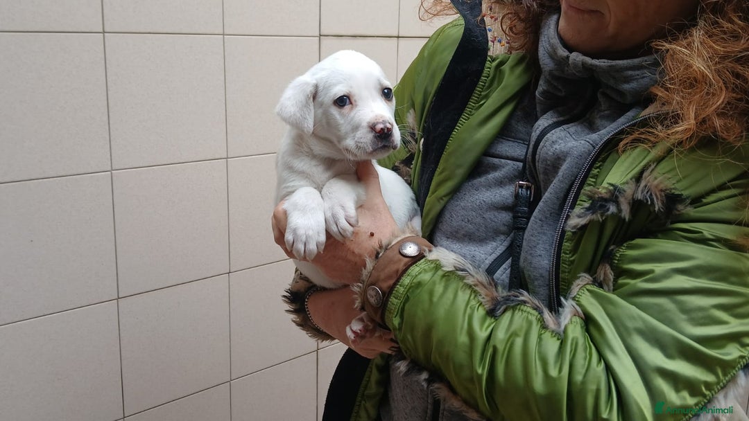 Meticcio cani in regalo: IL CUCCIOLO APOLLO STA CERCANDO UNA CASA - Annuncio 4