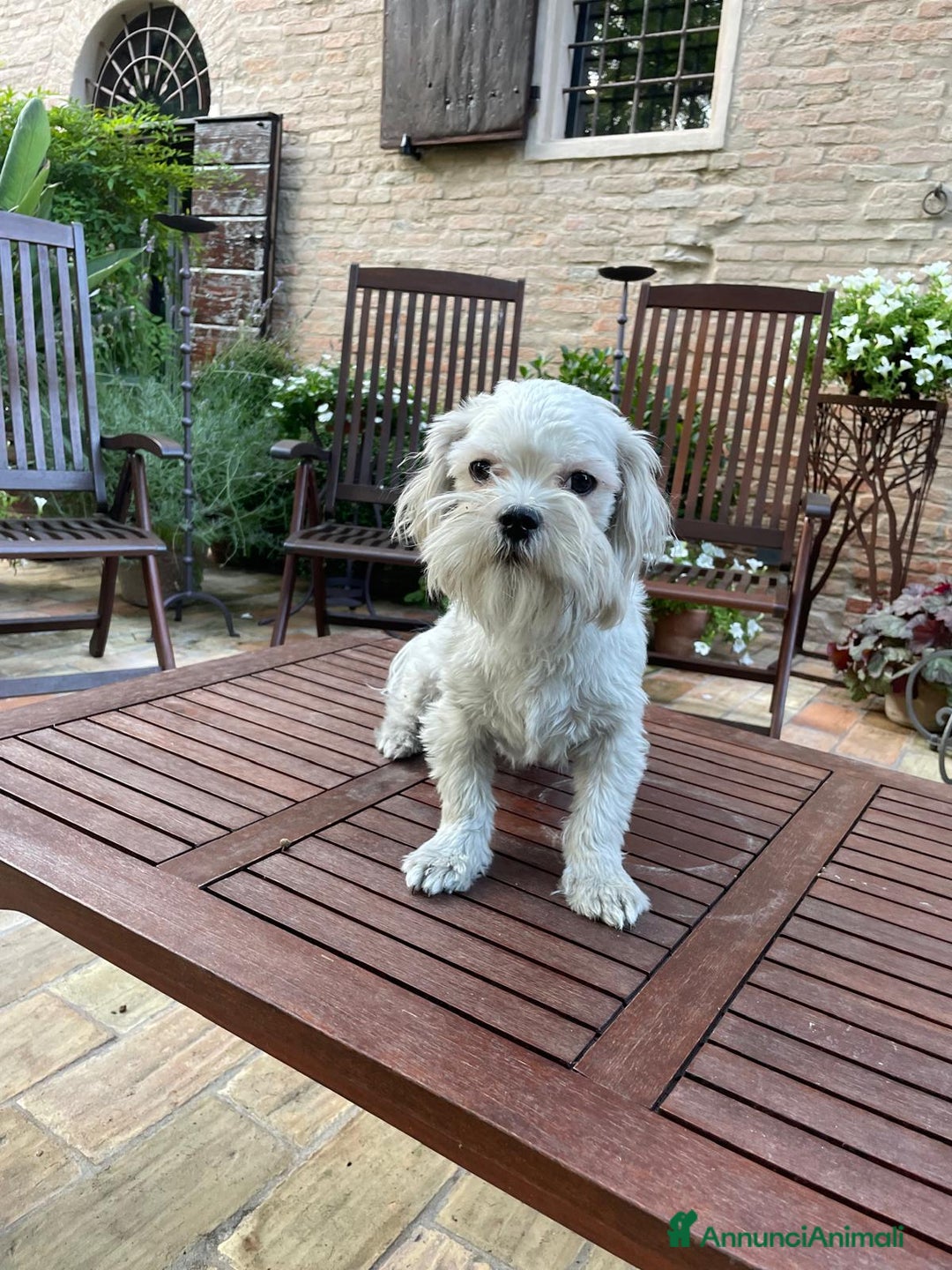 Maltese cani in vendita: MALTESE MASCHIO TOY - rimborso spese - Annuncio 3