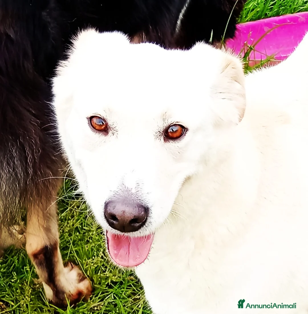 Meticcio cani in regalo: Mafalda, meravigliosa mini labradorina a Provincia di Latina - Annuncio 9