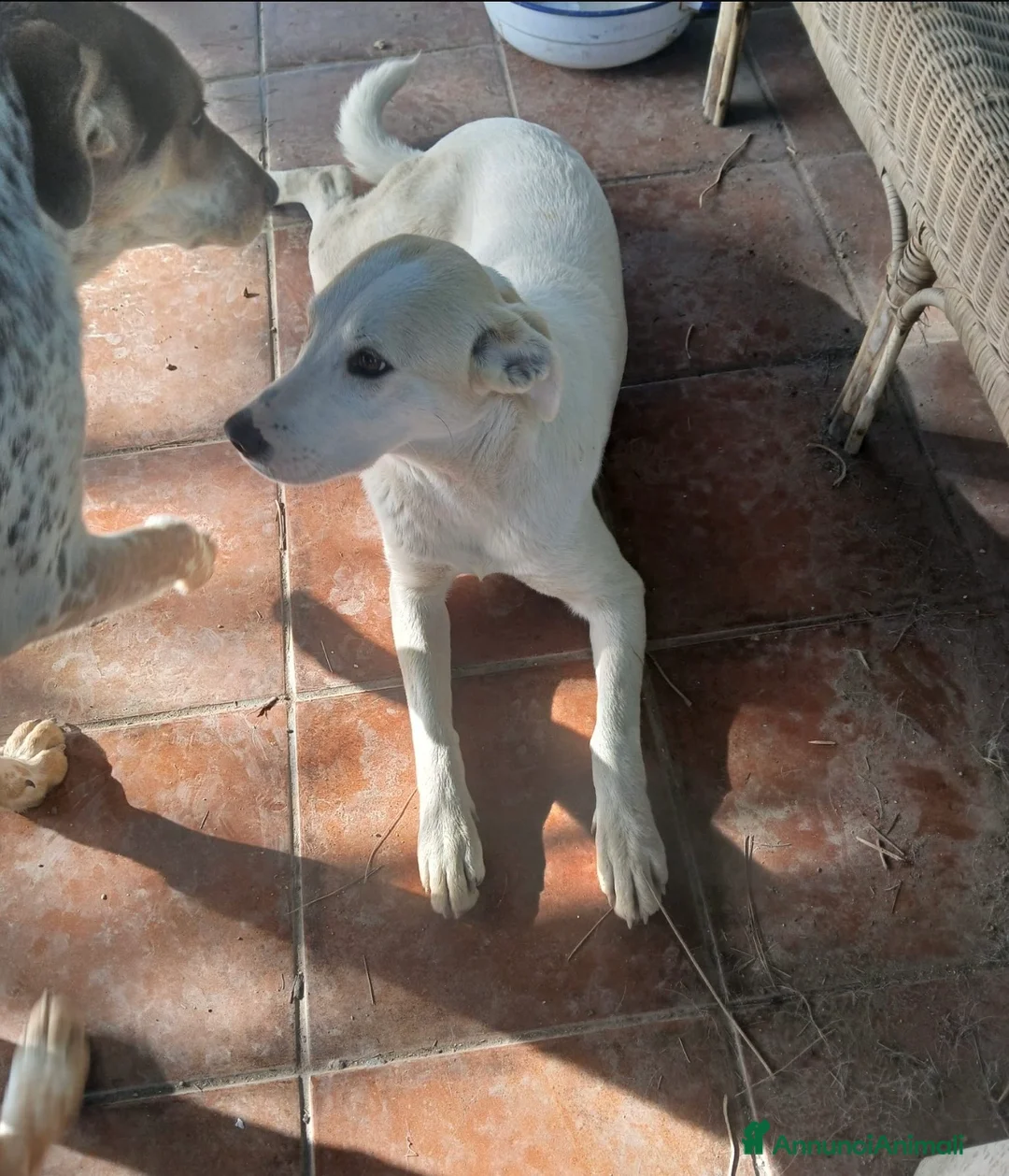 Meticcio cani in regalo: Macchia cucciola dai dolcissimi occhioni nocciola  - Annuncio 3