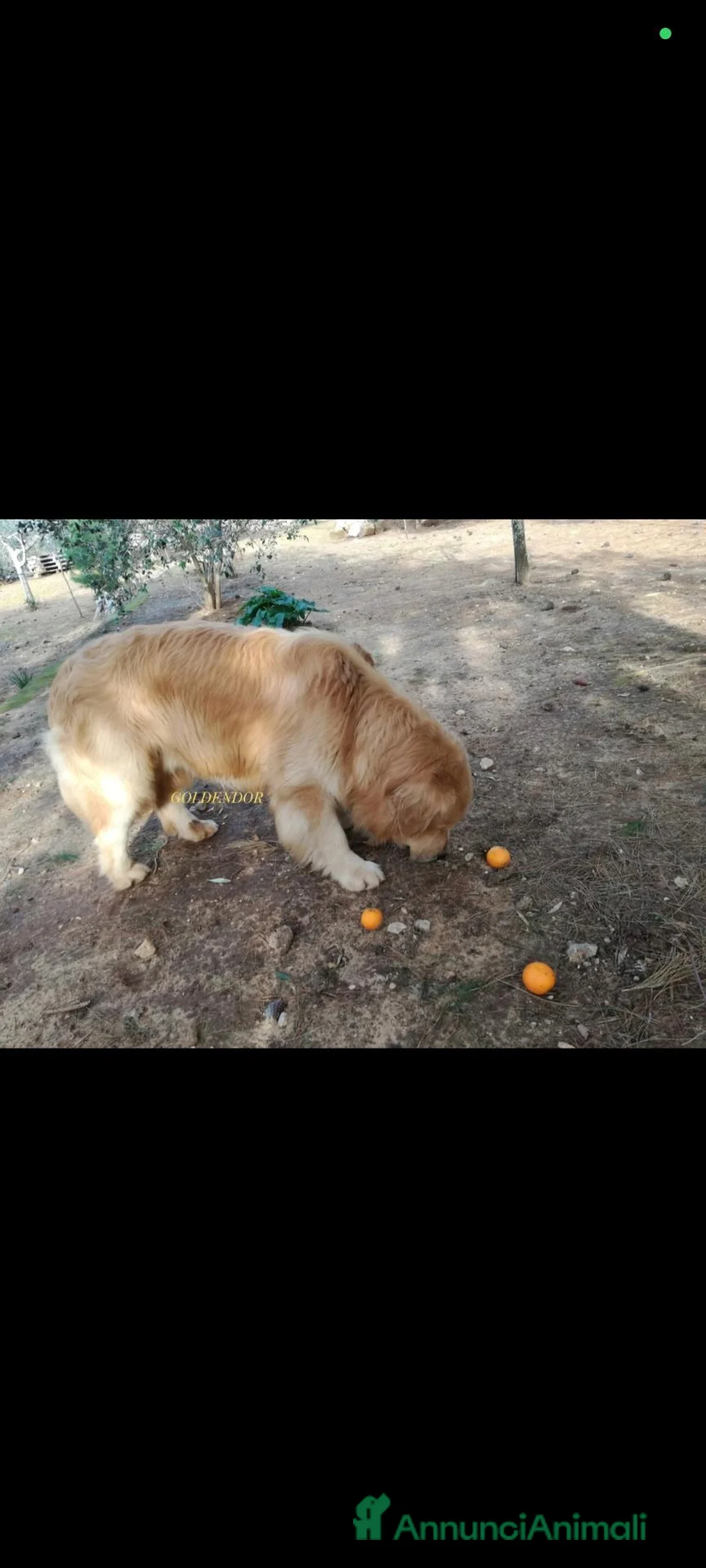 Golden Retriever cani in vendita: CUCCIOLA TOP GOLDEN RETRIEVER LINEA AMERICANA 100% - Annuncio 6