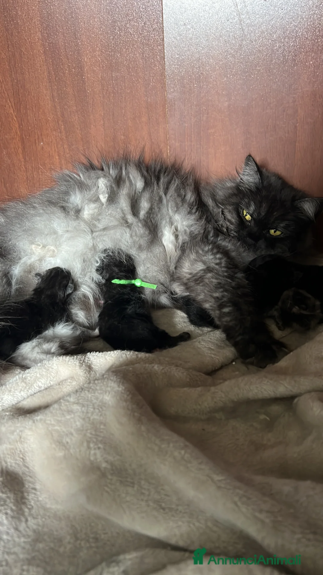 Siberiano gatti in vendita: Gattini siberiani disponibili - Annuncio 2