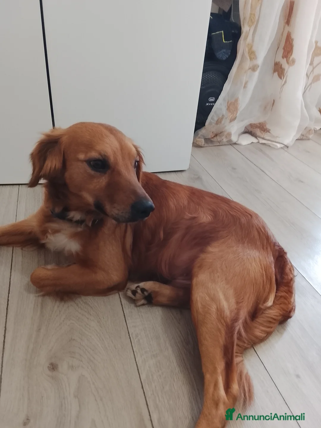 Meticcio cani in regalo: Cane regalo - Annuncio 4