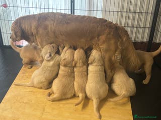 Golden Retriever cani Golden Retriver - Annuncio 6