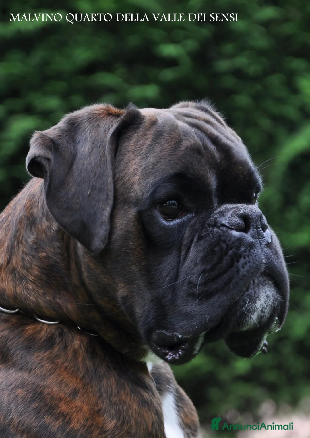 Boxer cani in vendita: BOXER CUCCIOLI VENDO-CUCCIOLI BOXER - Annuncio 1