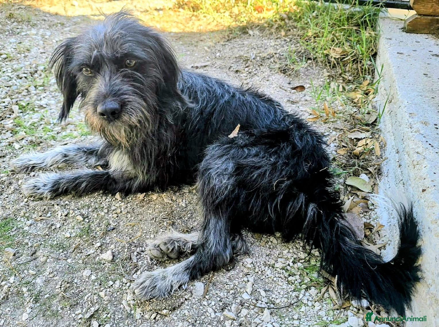 Meticcio cani 1 anno, maschietto, 16/17 chili  - Annuncio 8