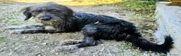 Meticcio cani in regalo: 1 anno, maschietto, 16/17 chili  - Annuncio 3