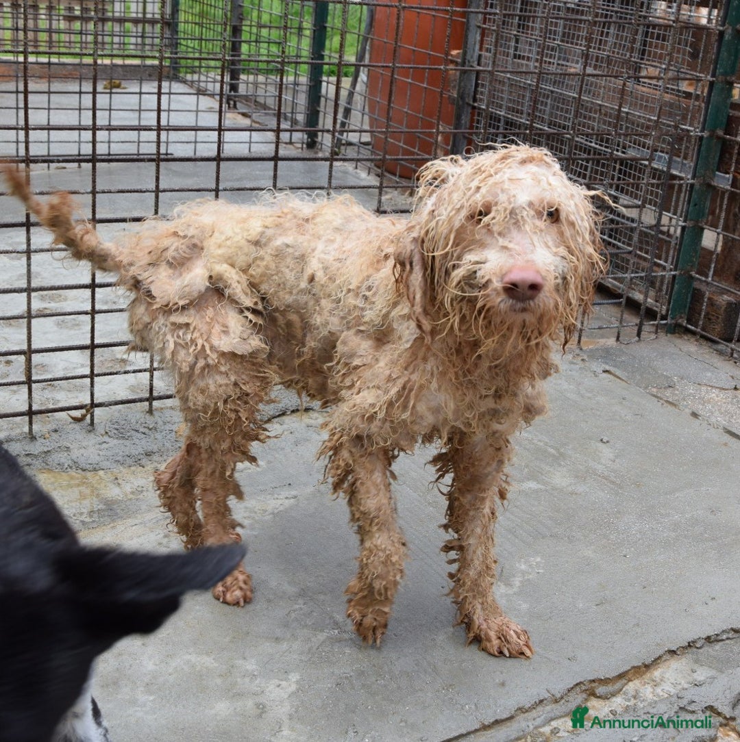 Altre razze cani in regalo: Calipso, dolce cagnolone cerca casa a Città metropolitana di Roma Capitale - Annuncio 2