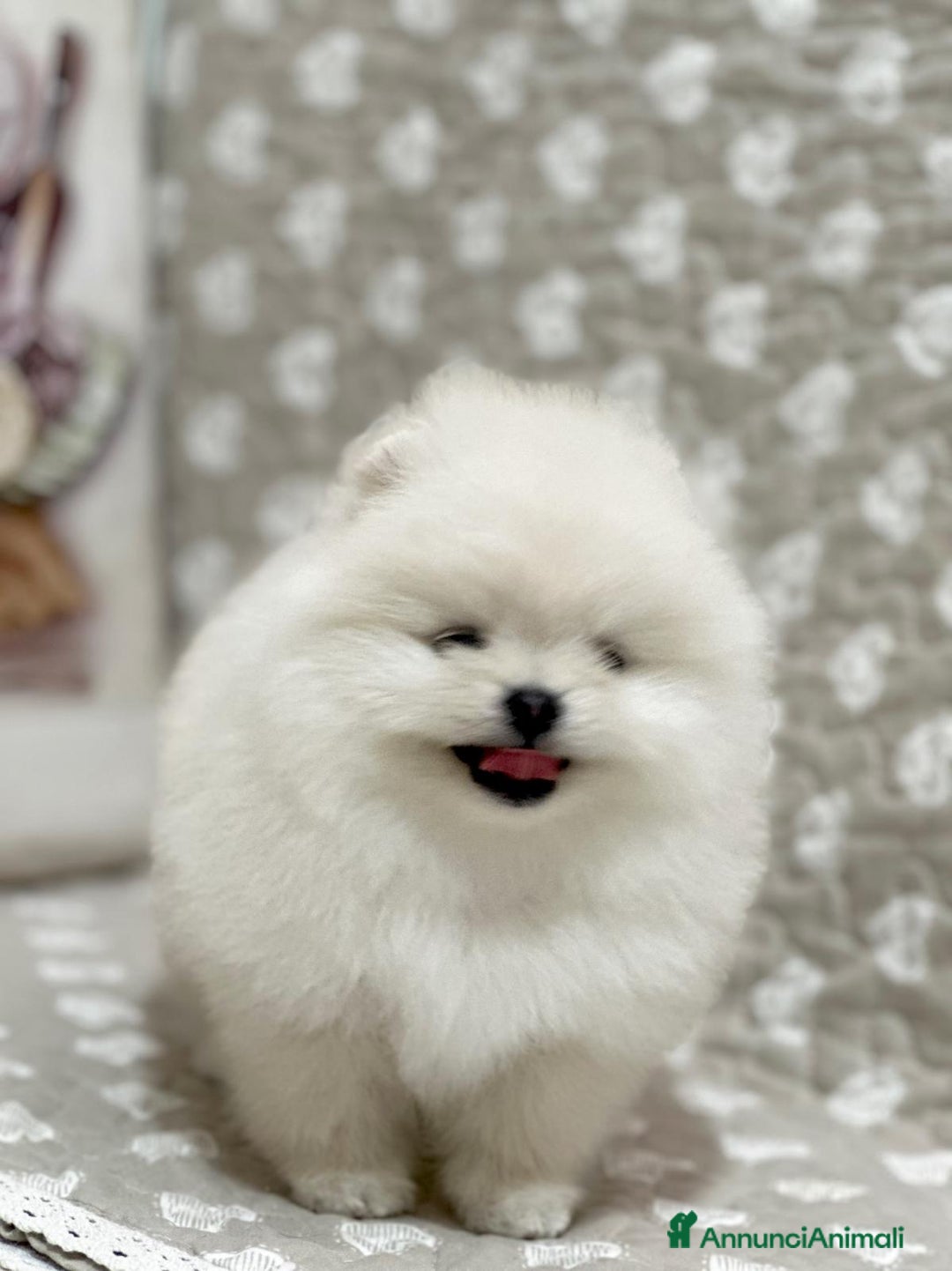 Volpino Pomerania cani in vendita: Pomerania Toy - Annuncio 2