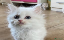 Persiano gatti in vendita: Gattini persiani normotipo  a Provincia di Reggio Emilia - Immagine 23