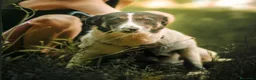 Meticcio cani in regalo: Cookie, una meticcia tenerissima - Annuncio 8