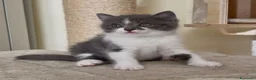 Scottish gatti in vendita: Scottish fold e straight  - Annuncio 35
