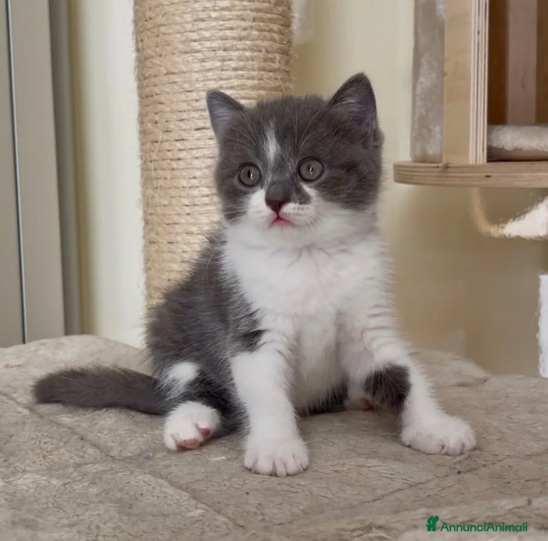 Scottish gatti in vendita: Scottish fold e straight  - Annuncio 38