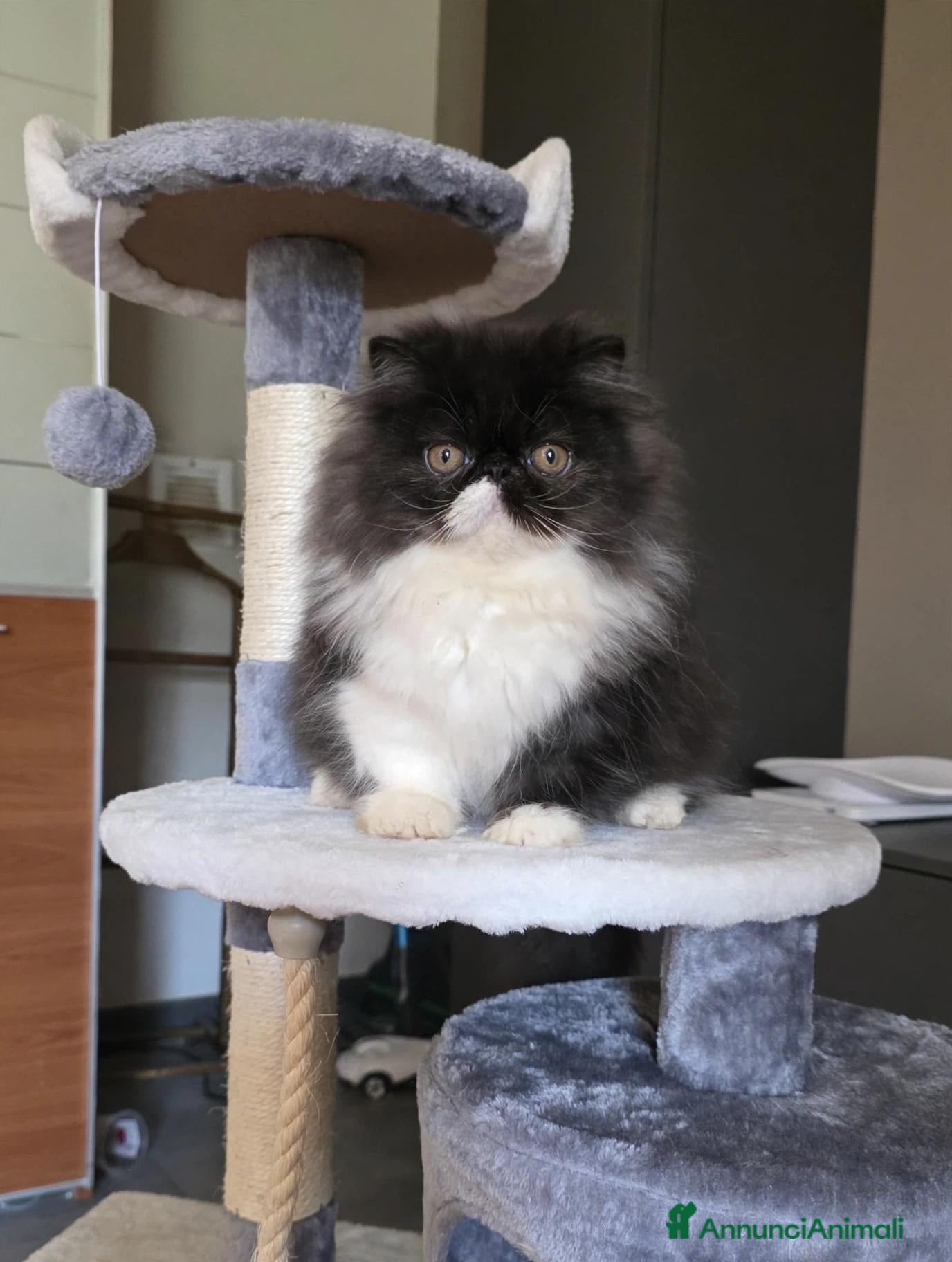 Persiano gatti Gatti persiani  - Annuncio 1