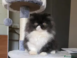 Persiano gatti Gatti persiani - Annuncio 1