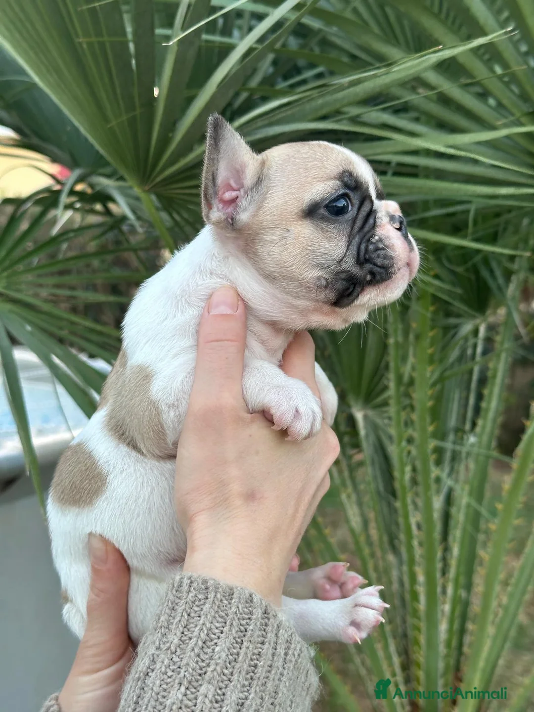 Bulldog Francese cani in vendita: cucciola bulldog francese  - Annuncio 7