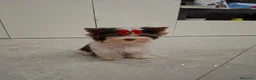 Biewer Terrier cani in vendita: Cucciolo yorkshire biewer terrier  - Annuncio 3