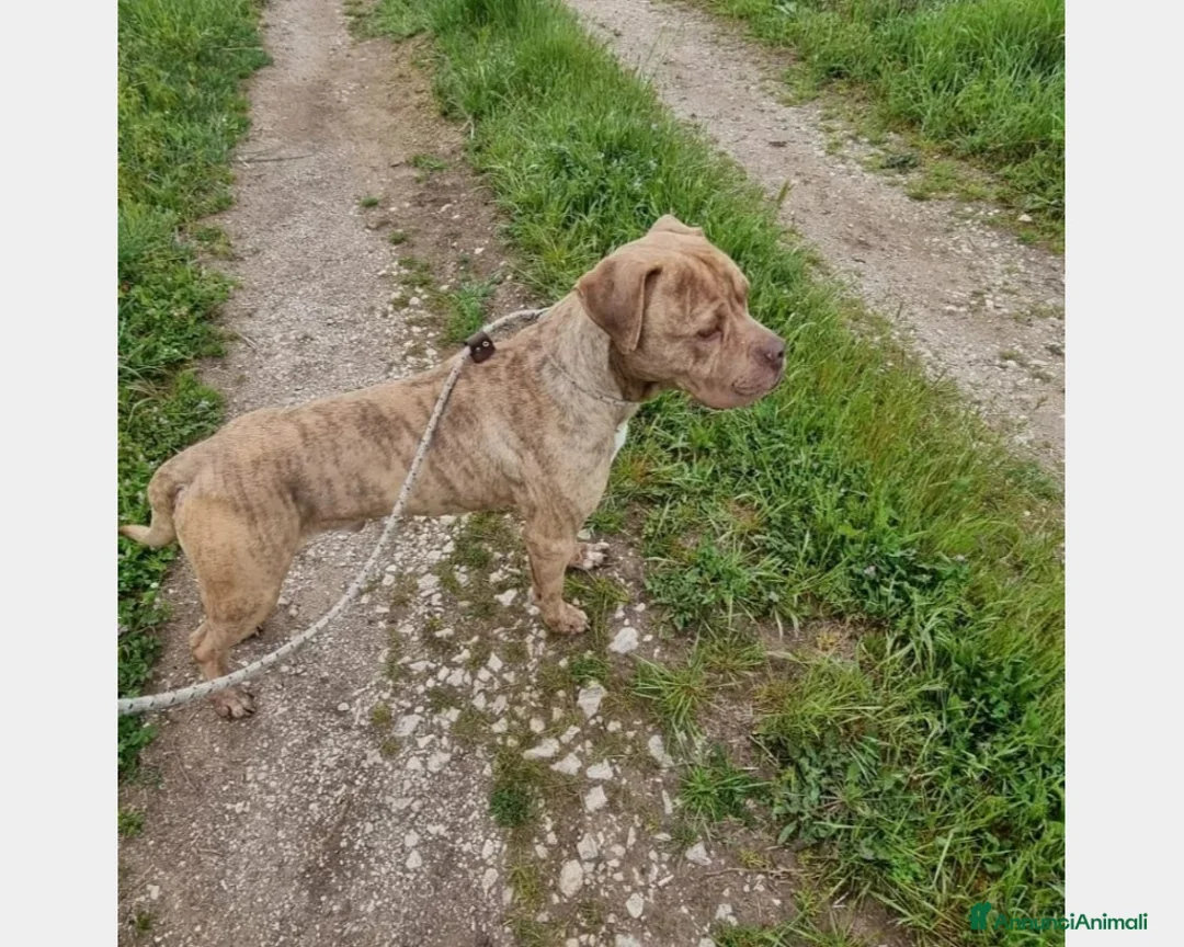 Meticcio cani in regalo: Grino, meraviglioso simil pittbull cane maschio a Latina - Annuncio 4